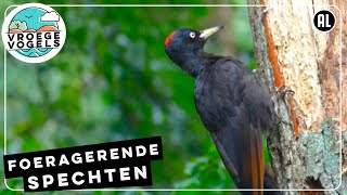 Foeragerende spechten  Compilatie Zelf Geschoten  Vroege Vogels [upl. by Yasmeen]