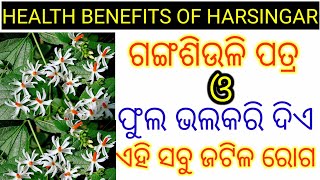 Gangasiuli patra ra upakaritaHealth benefits of parijat in odiaHarsingar or Parijat ke faydeOdia [upl. by Cacilia502]