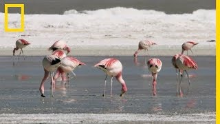 Le teint rose des flamants [upl. by Glenna]