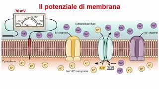 Trasporti attivi di membrana la pompa sodiopotassio potenziale di membrana e potenziale dazione [upl. by Outlaw]