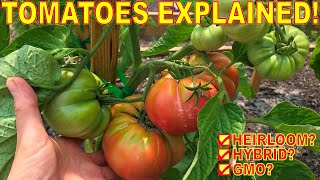 Why I Stopped Growing HEIRLOOM TOMATOES Heirloom VS Hybrid VS GMO Seed EXPLAINED [upl. by Faustina]