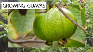 How To Grow Guavas  3 Delicious Guava Varieties For You [upl. by Darnoc]