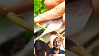 Best grafting longan technique plants gardening grafting [upl. by Aicella]