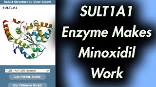 This Enzyme Makes Minoxidil Work SULT1A1 [upl. by Ahsietal]