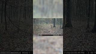 Trail Camera catches live Hunt deerhunting deer hunting [upl. by Hartzel254]