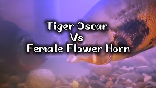 Tiger Oscar vs Flower horn  Comment who won 🏆 [upl. by Airetak]