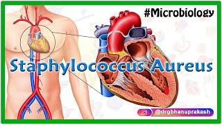 Staphylococcus aureus  Quick review  Medvizz microbiology animations [upl. by Attlee]