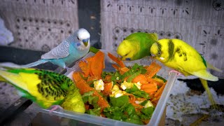 Budgerigar sounds indoors singing and eating for 1 Hour [upl. by Caasi]