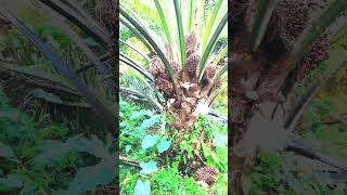 Palm hervesting in Malaysia viralshort palmoil shorts viralshort viral new today malysia [upl. by Ellenaej]