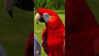 talking Macaw birds parrot macaw zoo viralshort birds cute macaws parrottalking parrots [upl. by Theressa320]