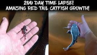 200 Day Time Lapse Incredible Red Tail Catfish Growth [upl. by Katerine]