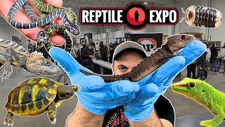 I got 2 GIANT Croc Skinks  8 RARE pets at the Toronto Reptile Expo April 2024 [upl. by Bloch80]