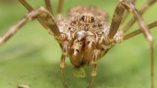 Opiliones harvestman grooming and eating [upl. by Eneres23]