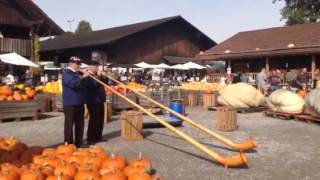 Alphorn playing at the Pumpkin Weighing Contest at Jucker F [upl. by Terrel]