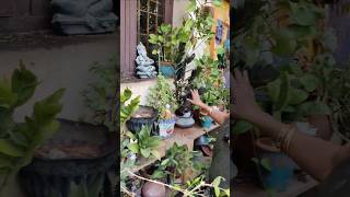 Black amp Green ZZ Plants in My Terrace Garden 🌿  LowMaintenance Houseplants [upl. by Horodko]