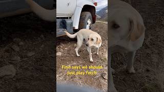 When the air brakes lock up… yellowlab labrador mondays [upl. by Hock]