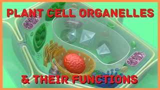 Plant Cell Organelles and Their Functions [upl. by Eelana]