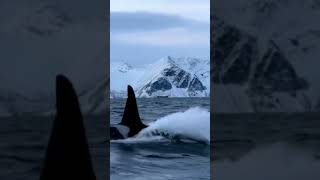 Whoa Did you see that Orca sighting [upl. by Sabian]