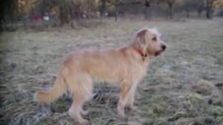 Jagdhund  Steirische Rauhhaarbracke Peintinger Bracke 2  a fantastic hunting dog [upl. by Ahsimet]