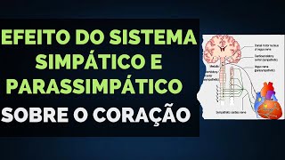 06 Efeito do Sistema Simpático e Parassimpático sobre o Coração [upl. by Matti237]