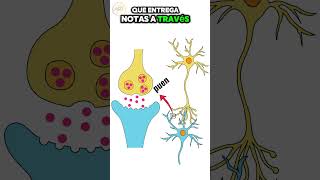 ¿Qué es la SINAPSIS Es increíble esta información cerebro mente [upl. by Rad188]