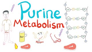 Purine Metabolism De Novo Salvage Degradation Uric Acid [upl. by Cone584]