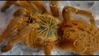 Pterinochilus murinus usambara vs Pterinochilus murinus coś [upl. by Salokin136]