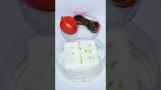 Seeding Tomatoes TOMATOES Time Lapse [upl. by Adnilahs]