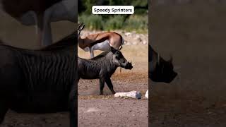 Warthog Facts You Didnt Know shorts viral [upl. by Ulberto]