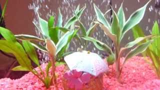 ★ My Fish Tank ★ [upl. by Pickett]