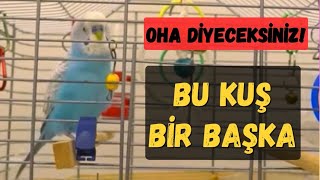 BU KUŞ BİR BAŞKA Konuşan Muhabbet Kuşu Boncuk [upl. by Olrac]