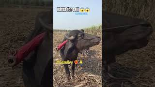 Murrah katda😱😱 song newsong music punjabisong punjabi cow bull musicgenre animals bafflos [upl. by Sivrep283]