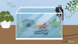 How to Take Care of Crayfish [upl. by Sascha]