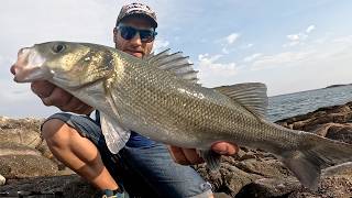 COMO PESCAR LUBINAS a SPINNING con PASEANTES DE SUPERFICIE➕AUMENTA tus CAPTURAS un 𝟳𝟬👉Vlog de Pesca [upl. by Salomone846]