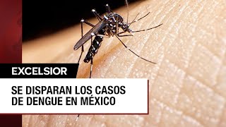 México contabiliza 22 mil casos de dengue [upl. by Ayerim]