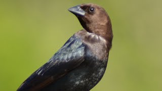 Brown headed cowbird call  song  sound [upl. by Lindie574]