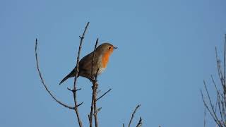 European Robin Pettirosso Erithacus rubecula [upl. by Airlia678]