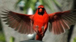 Northern Cardinal Beauty FYV [upl. by Anelegna]