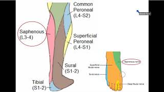 Femoral and Obturator Nerves  Dr Ahmed Farid [upl. by Oninotna]