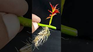 Best rooting methodindoorgardening composite viewers viralvideoシ indoorplants garden Flowers [upl. by Halyk]