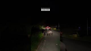 Mudhumalai Sloth Bear Road crossing in night [upl. by Adaha340]