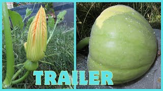 Pumpkin quotJarrahdalequot Growing Time Lapse TRAILER [upl. by Magnusson]