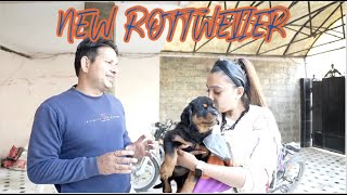 Finally New Family Member Most Aggresive Rottweiler Dog Came Home  TYAGI ROTTWEILERS  NAMITAOLOGY [upl. by Windy]