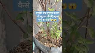 आखिर एक तुलसी के पत्ते से हनुमान जी की भूख कैसे शान्त हुई😱😱 viral short trending viralvideo [upl. by Llered]