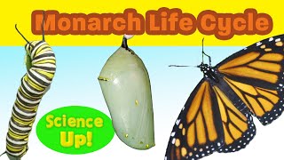 The Amazing Monarch Life Cyclenarrated for elementary science lessons [upl. by Orgel]