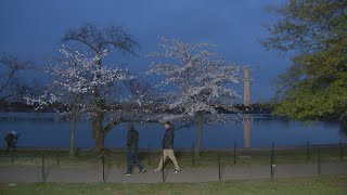 CHERRY BLOSSOM CAM PEAK BLOOM WATCH  FOX 5 DC [upl. by Erialc]