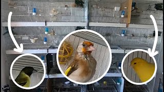 Visit to an AVIARY with GOLDFINCHES CANARIES and More [upl. by Accisej]