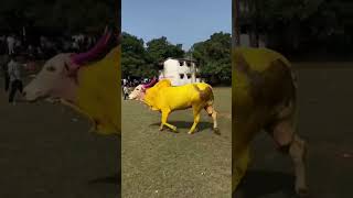 Banty vs Lalu bhiwandibullfight bhiwandibullfightofficial [upl. by Mert]