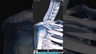 Visual Anatomy 3D  Facts about the conoid ligament shoulder ligaments [upl. by Bernardi]