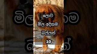 ලොව මිල අදිකම බල්ලන් most expensive dogs in world knowlege shorts [upl. by Broeder]